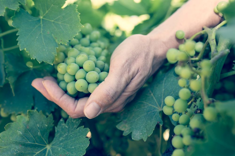 Domaine de Belambrée - Côté vigne